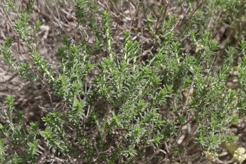 Thymian im Frühling