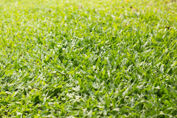 grass texture for background