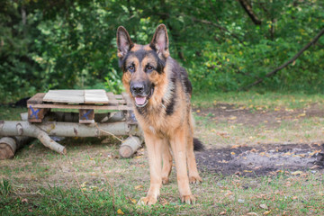German shepherd dog in sunny autumn