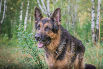 German shepherd dog in sunny autumn