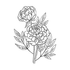 vector contour peony rose flowers bud leaf coloring book