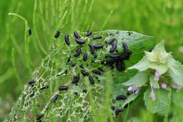 大量発生した虫の幼虫