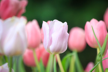 Tulip flower with green leaf