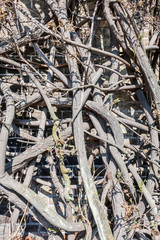 Roots and plants growing on a house wall / facade. Fullscreen texture.