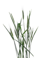 Green ears of wheat isolated on white background, with clipping path