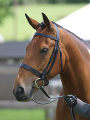Obraz premium Horse Head Shot In Snaffle Bridle