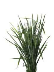 Green ears of wheat isolated on white background, with clipping path