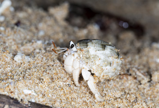 small hermit crab on the beach