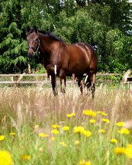 Horse Standing In Flowers