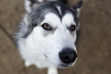Husky portrait shorted with fisheye