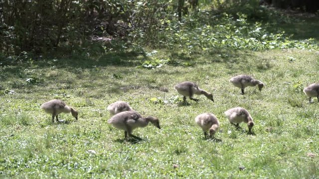 Canada Goose and Goslings 4K. UHD. A goose protecting goslings on a sunny afternoon. 4K. UHD.
