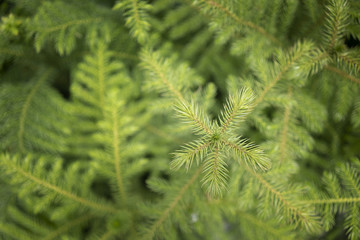 Green leaves, close-up shoots.
