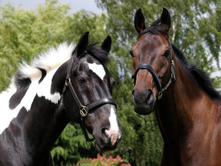 Obraz na płótnie Canvas Head Shot of Two Horses