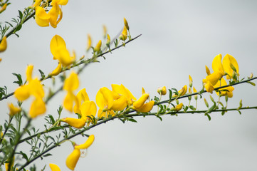 closeup of broom yellow flowers on grey blurred background