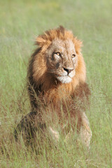 Mighty Lion watching the lionesses who are ready for the hunt in Masai Mara, Kenya (Panthera leo)