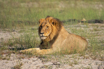 Mighty Lion watching the lionesses who are ready for the hunt in Masai Mara, Kenya (Panthera leo)