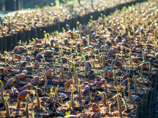 nursery plant for durian