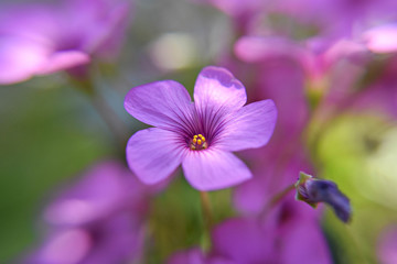 Fototapeta premium Little pink wild spring flowers at green field in early spring morning/ spring background/ spring wallpaper