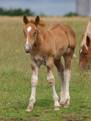 Suffolk Horse Foal