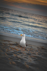Fototapeta premium Seagull on Castle Rock Beach California