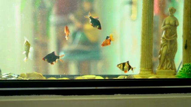 fish in the aquarium