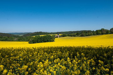 Yellow field and churche