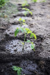 tomato seedling in isolated. tomato plant