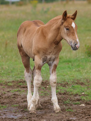 Naklejka na ściany i meble Suffolk Horse Foal