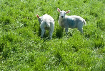 młode owieczki na pastwisku - obrazy, fototapety, plakaty