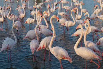 Pink big bird Greater Flamingo, Phoenicopterus ruber, in the water, Camargue, France