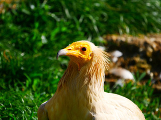 Vautour