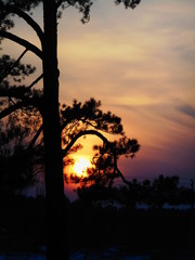 sun at sunset between tree branches