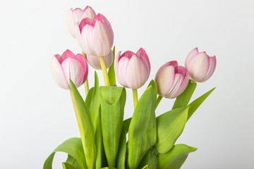 Pink flowers on a white background © Alex Zegrachov