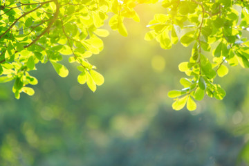 Obraz na płótnie Canvas nature view of green leaf on blurred greenery background