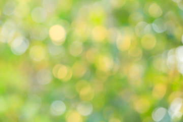 Obraz premium nature view of green leaf on blurred greenery background