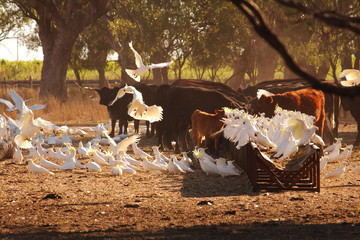 just after sunrise the cockatoos fly in to feed on the hay left for the cattle. © Karen