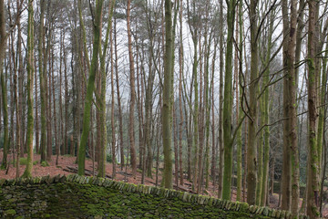 Fototapeta premium The Forest in the Lake District of the United Kingdom