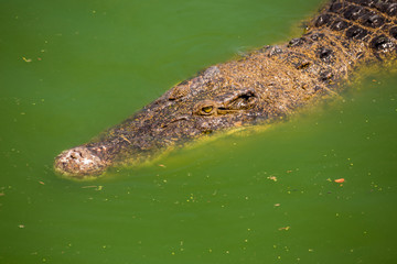 Crocodile , thailand