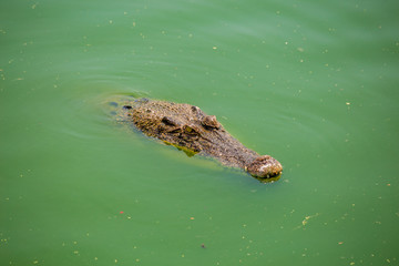 Crocodile , thailand