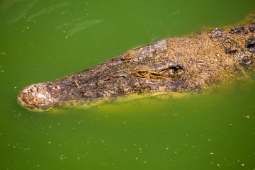 Crocodile , thailand