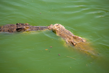 Crocodile , thailand