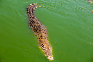 Crocodile , thailand