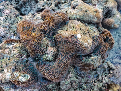 Coral at Koh Bulone, Panka Yai beach, Satun Thailand