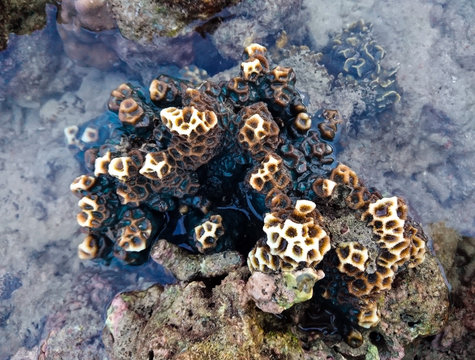 Coral at Koh Bulone, Panka Yai beach, Satun Thailand