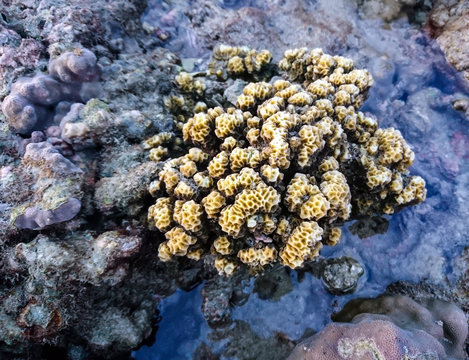 Coral at Koh Bulone, Panka Yai beach, Satun Thailand