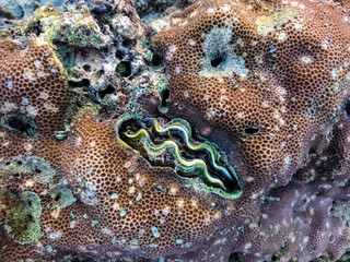 Giant clam, Tridacninae at Panka Yai bay, Koh Bulone, Satun Thailand