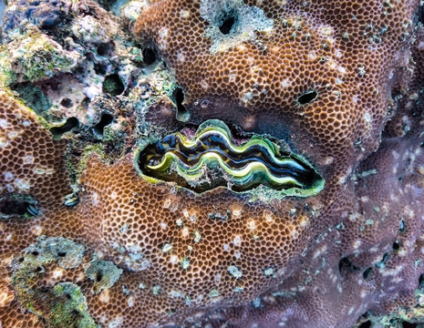 Giant clam, Tridacninae at Panka Yai bay, Koh Bulone, Satun Thailand