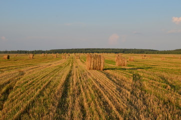 Compressed cereal field with bales of straw. Harvest.