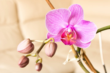 Orchid flower purple. Selective focus. Conceptual design for greeting card