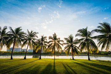 Obraz na płótnie Canvas Green grass field with coconut tree in Public Park